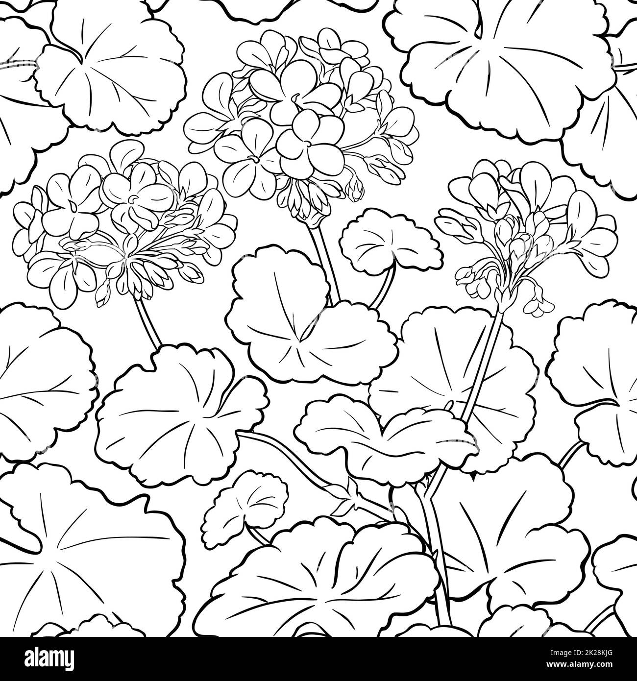 geranium plant vector pattern on white background Stock Photo