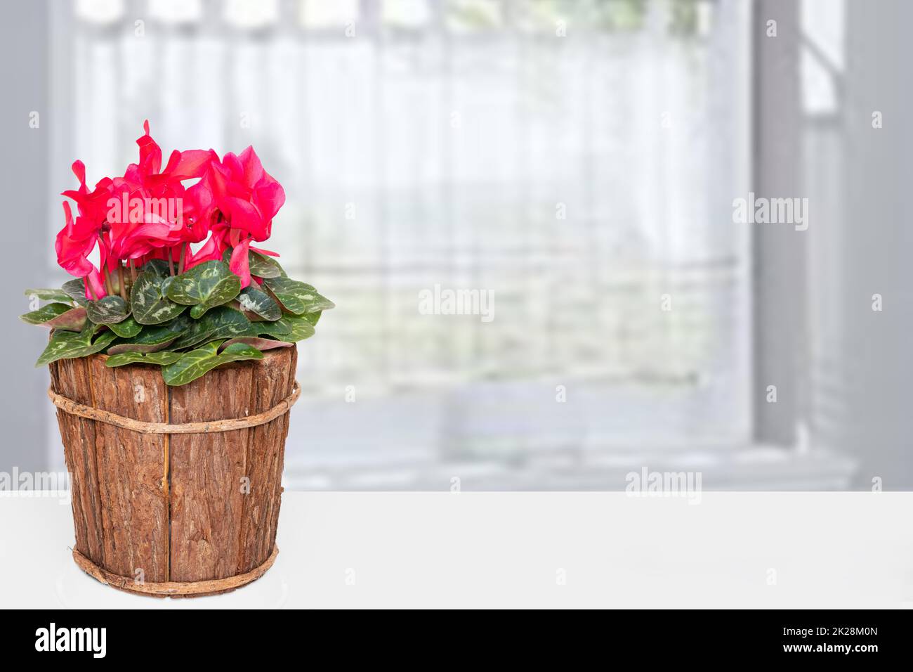 Decoration flower backgound. Closeup of a beautiful fresh blooming cyclamen in wooden vase on table over abstract blurred curtain background. Template Valentine, Mother day or other festival. Stock Photo