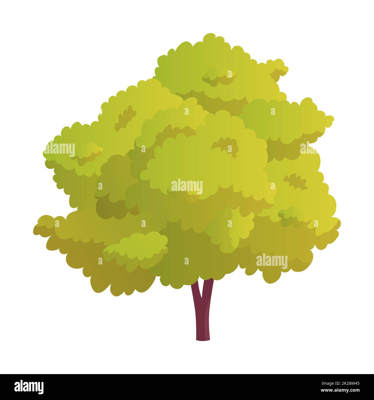 Realistic green deciduous tree isolated on white background Vector