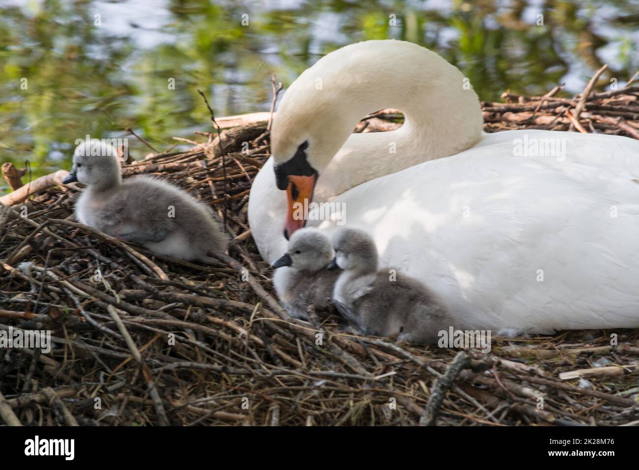Swan's nest in the Heiligenhaus at the Abtskücherteich. Mother bird with little baby learn to swim. Wild swans in spring. Stock Photo