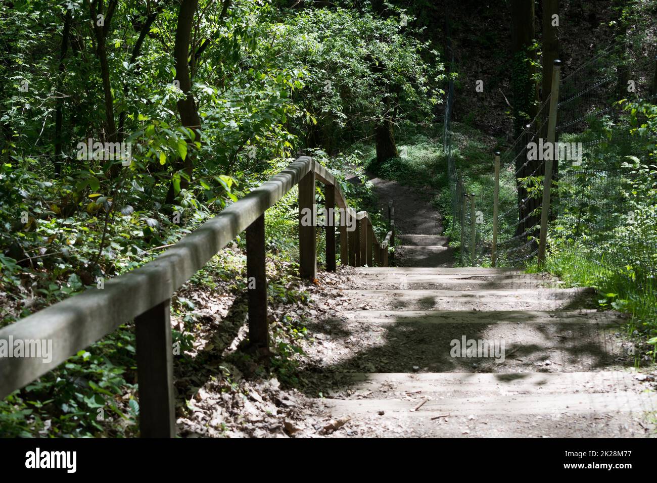 On the community narrow path of narrow stepping stones with handrail in the middle of a forest with tall trees at sunset or sunrise. Stock Photo