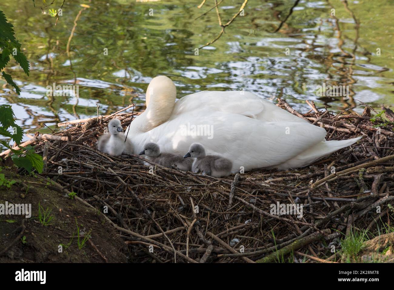 Swan's nest in the Heiligenhaus at the Abtskücherteich. Mother bird with little baby learn to swim. Wild swans in spring. Stock Photo