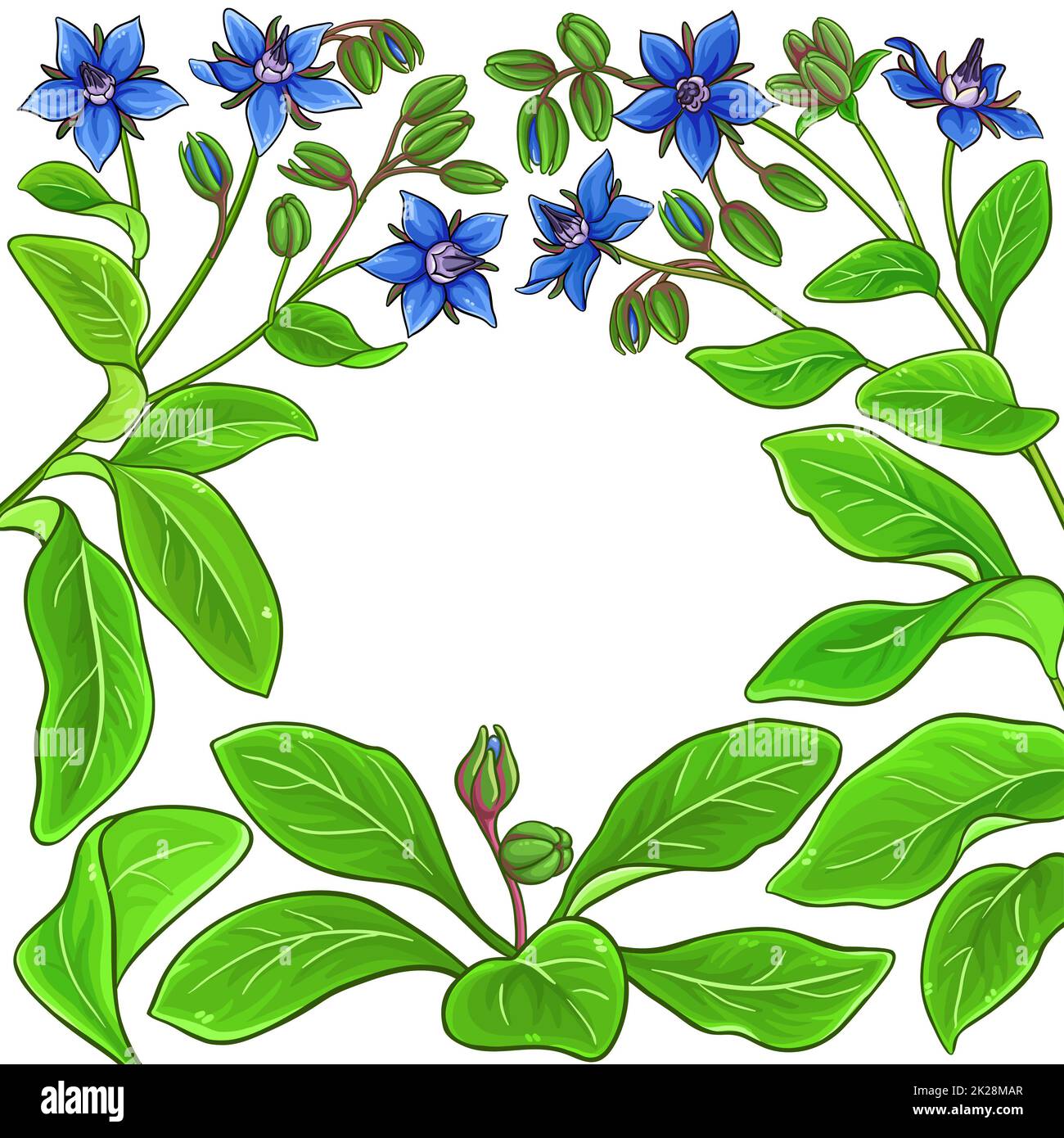 borage plant vector frame on white background Stock Photo - Alamy