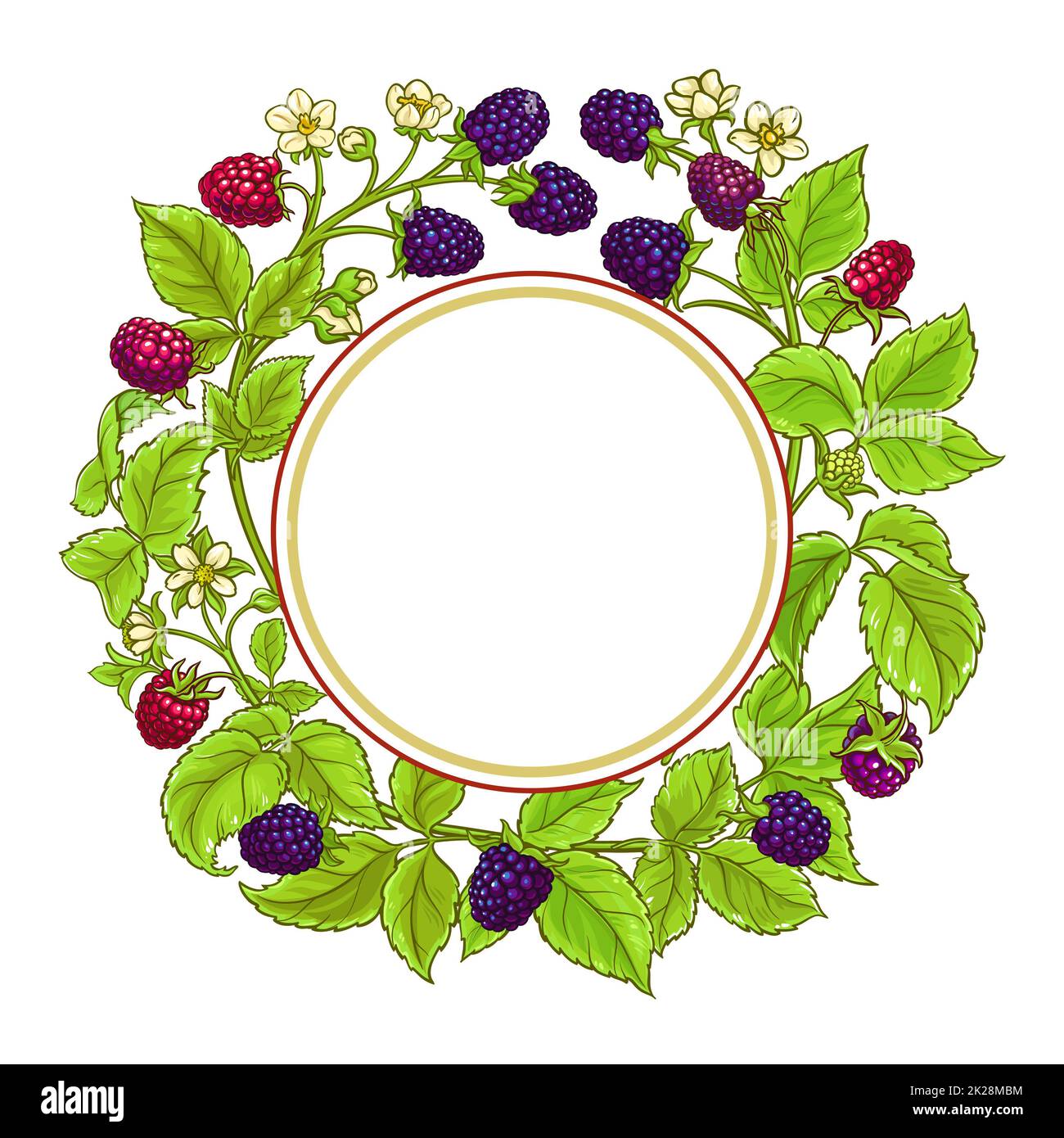 boysenberry branches vector frame Stock Photo Alamy