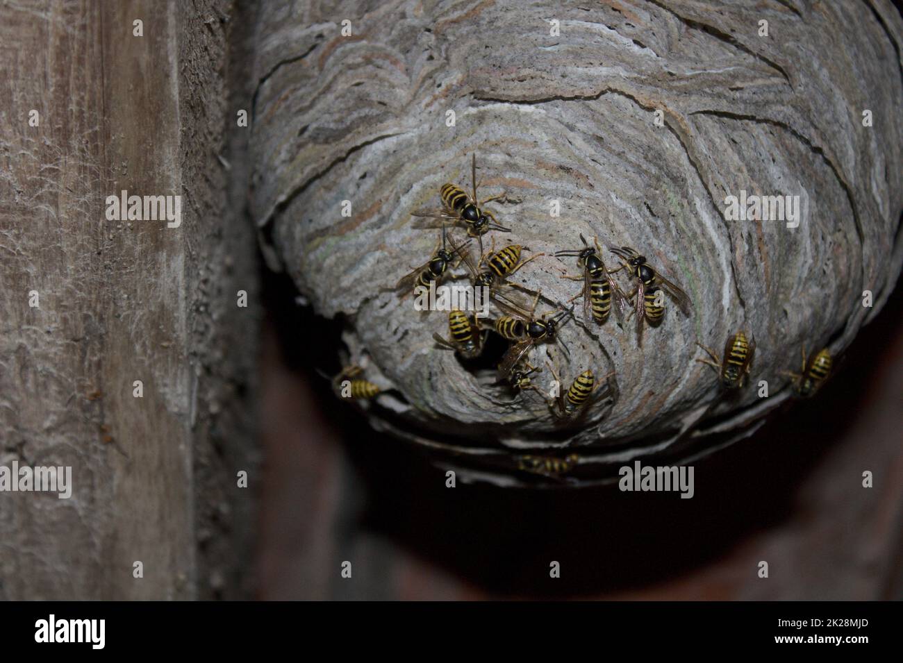 wasps nest and wasps on the ceiling Stock Photo Alamy
