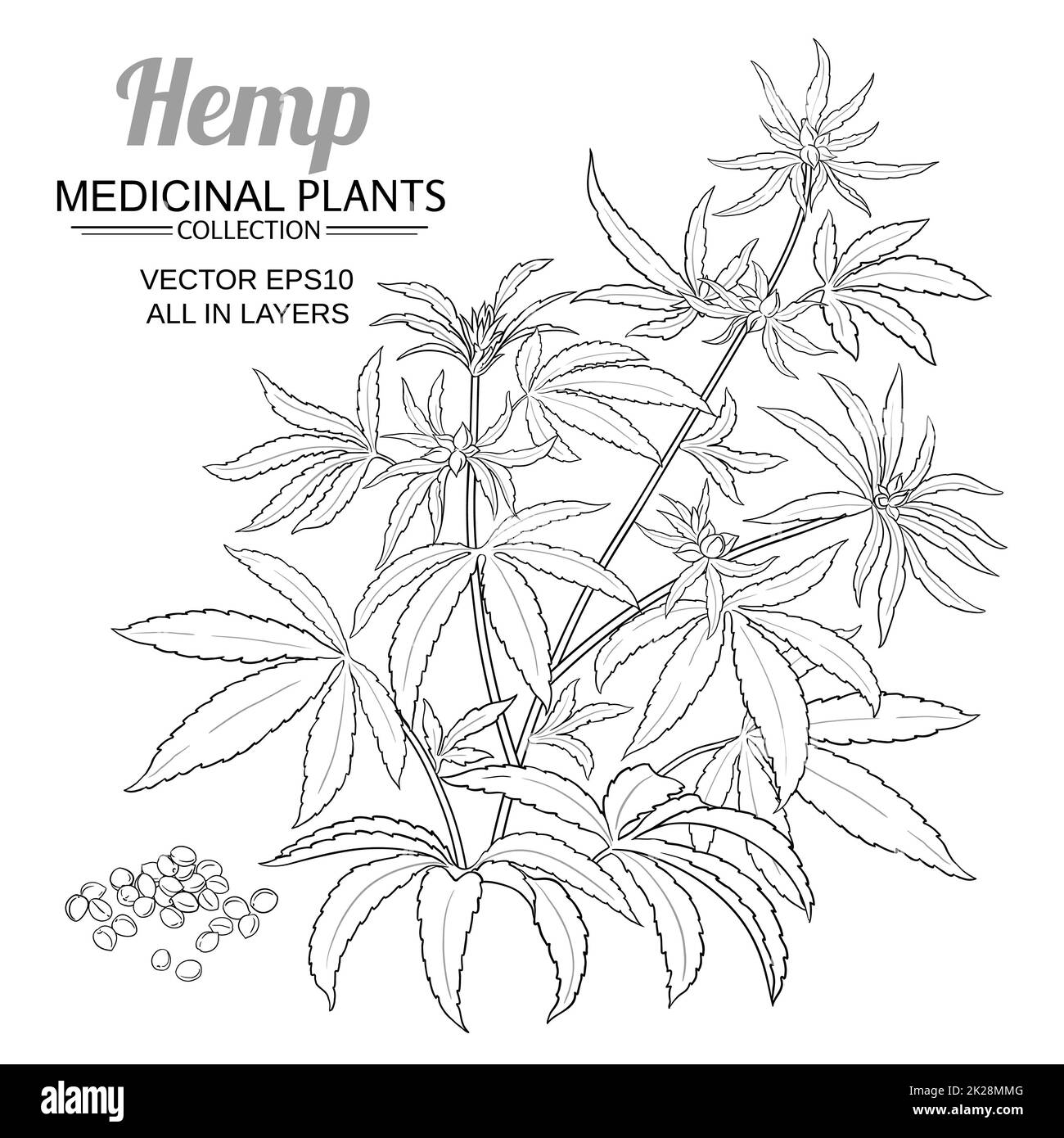 hemp plant vector illustration on white background Stock Photo