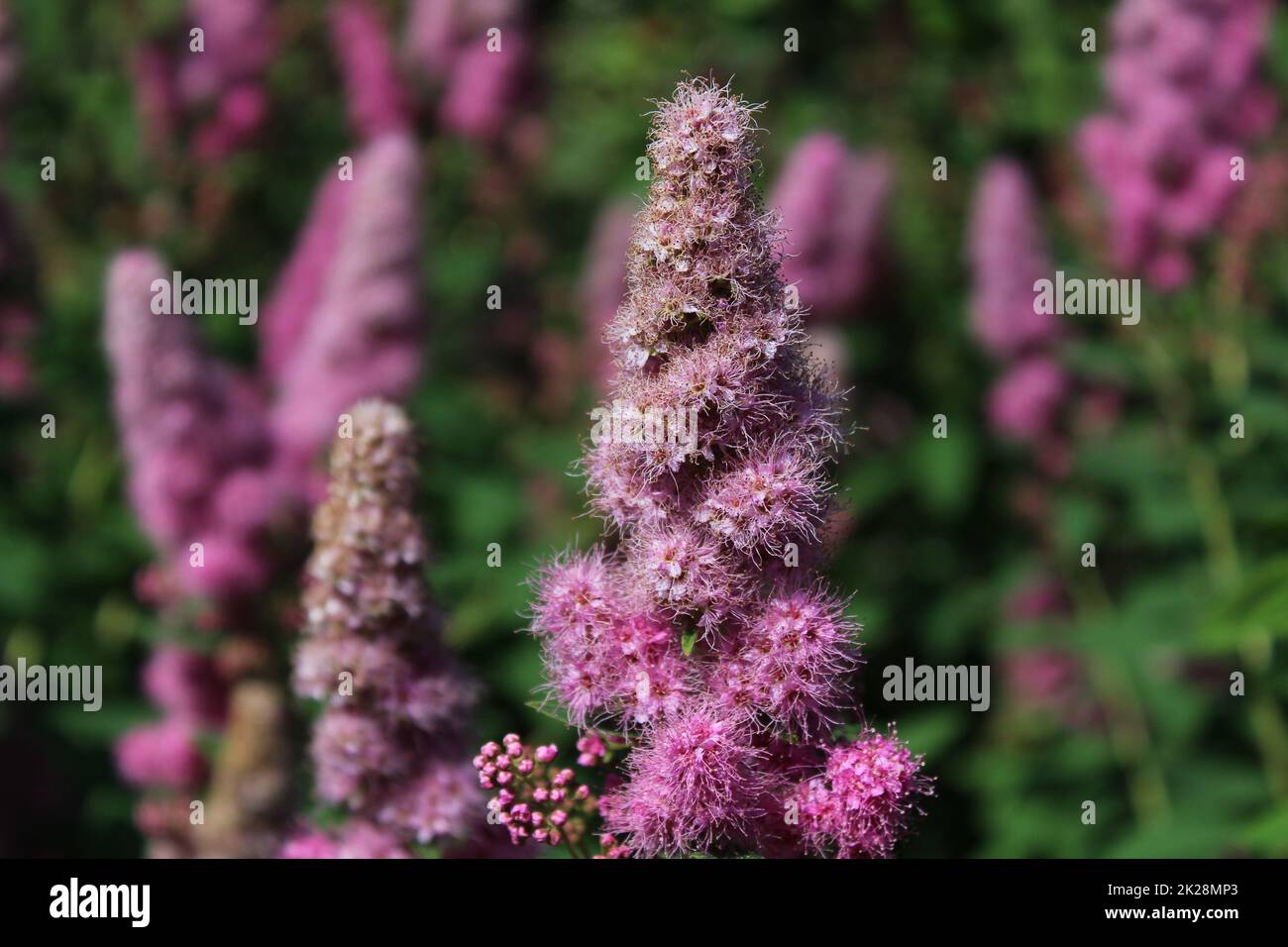 blossoming bridewort in the garden Stock Photo
