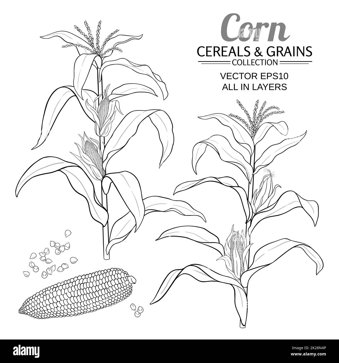 corn plant vector set on white background Stock Photo
