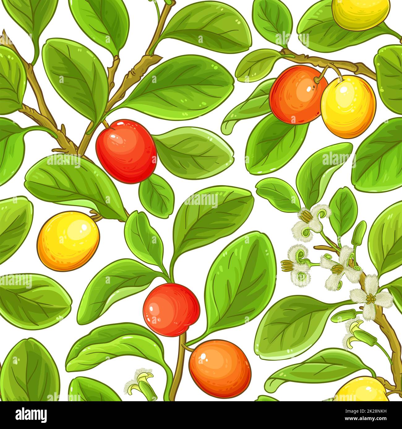 ximenia branches vector pattern on white background Stock Photo