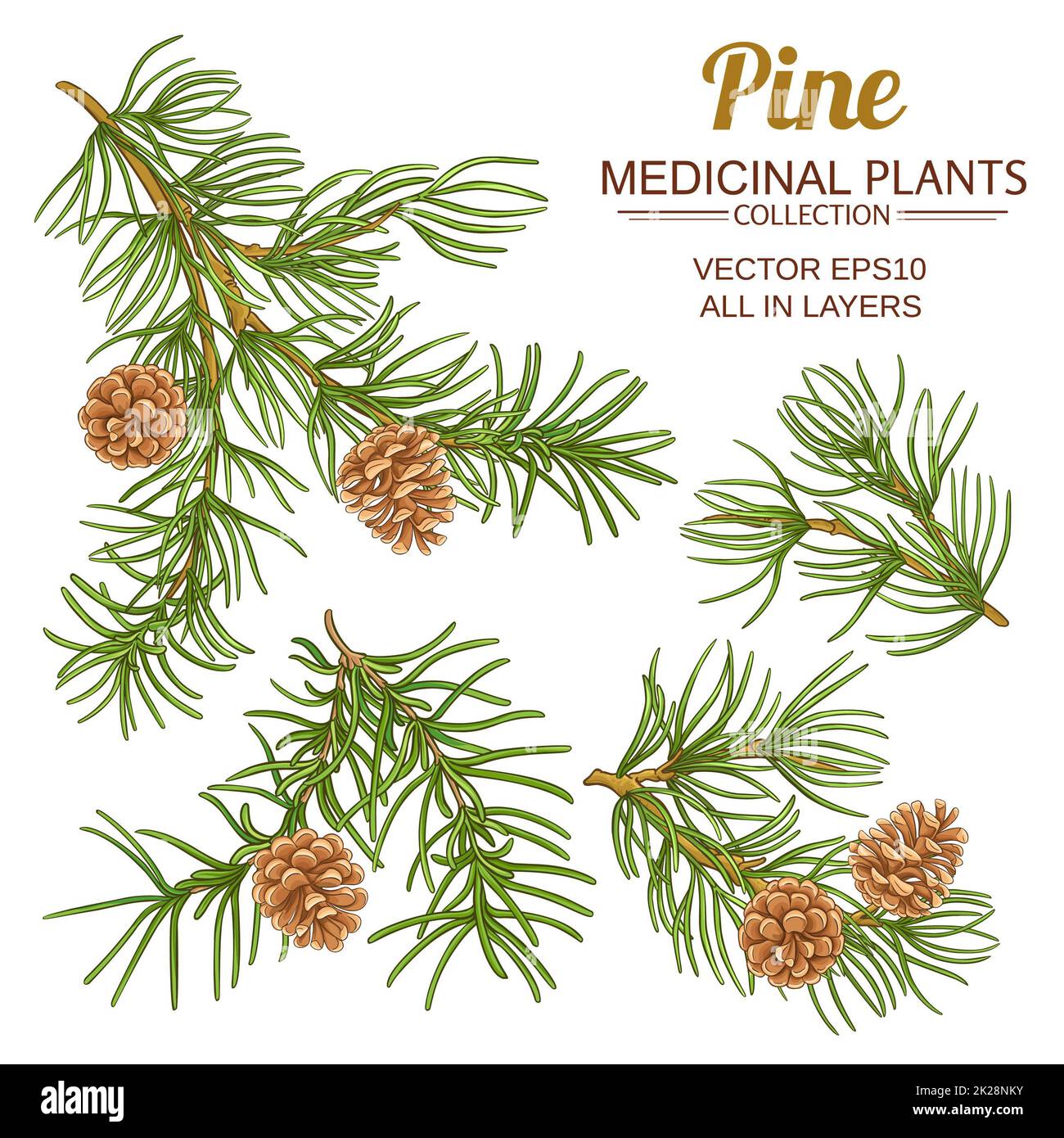 pine branches vector set on white background Stock Photo - Alamy
