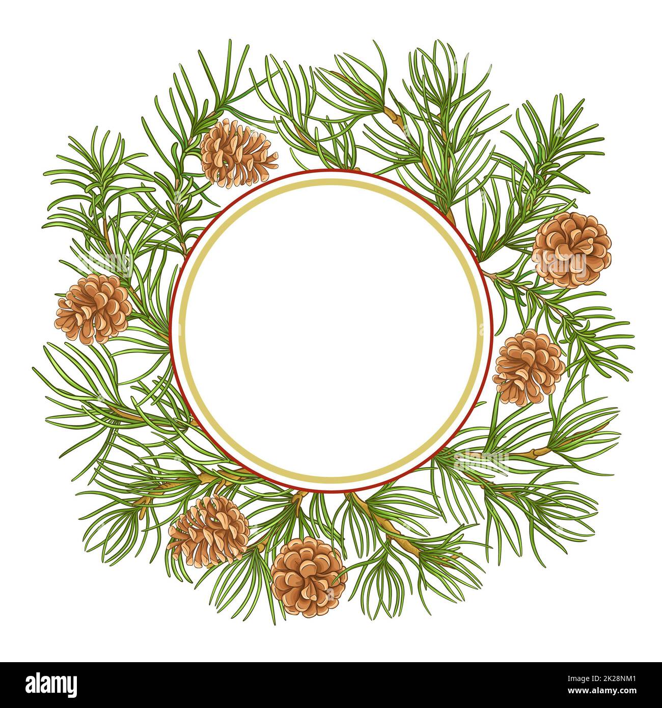 pine branches vector frame on white background Stock Photo - Alamy