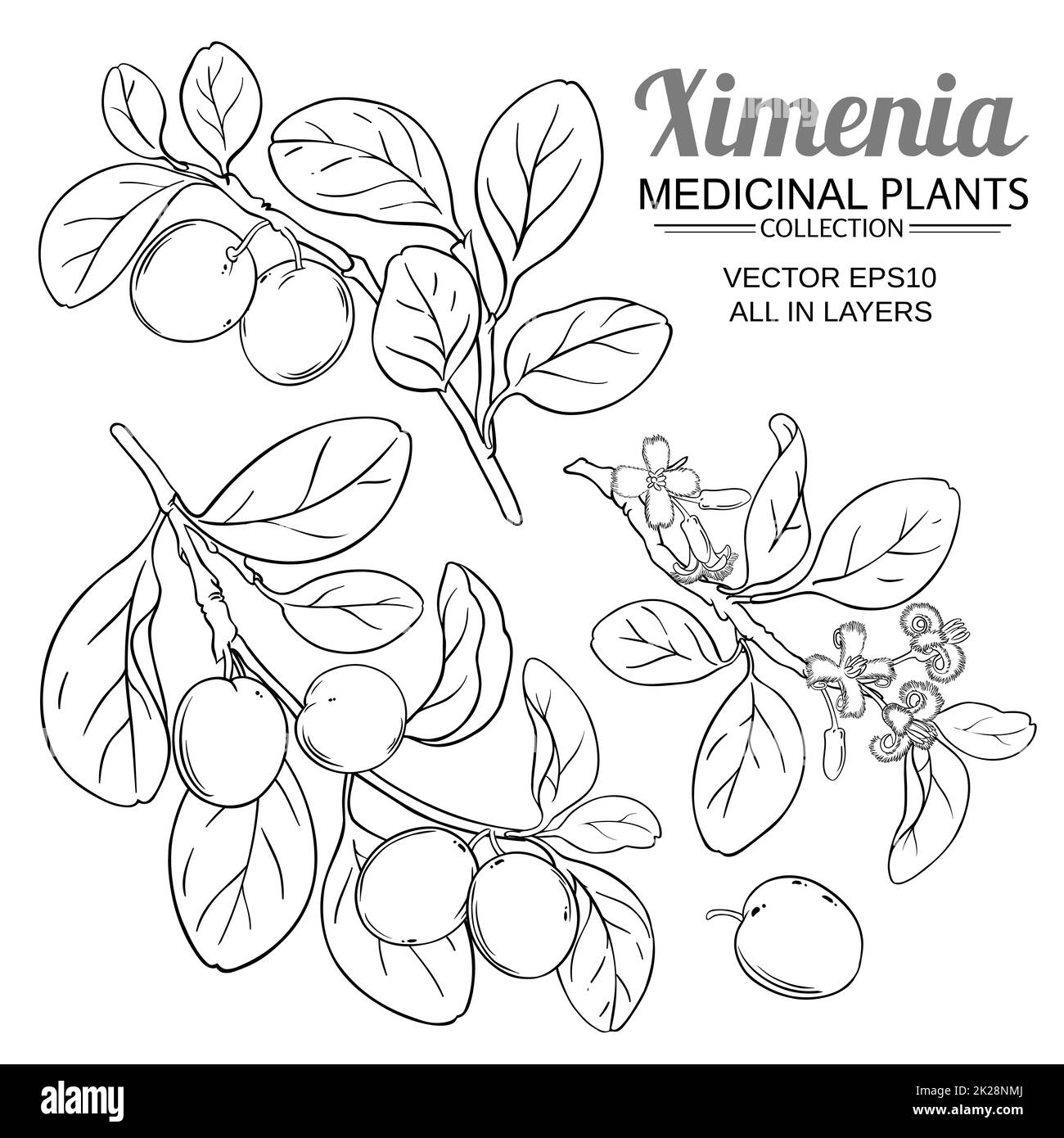 ximenia branches vector set on white background Stock Photo