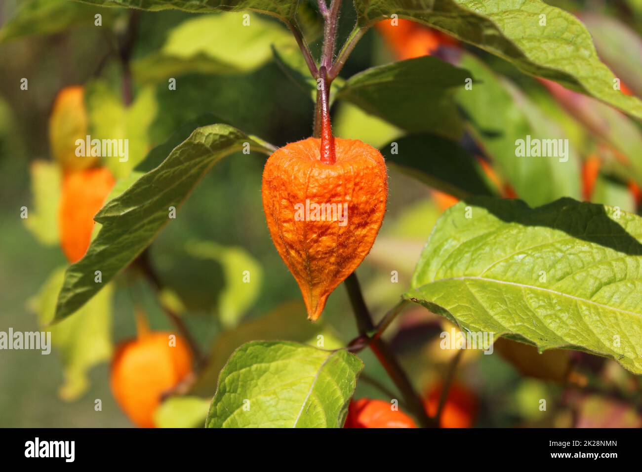chinese lantern in the garden Stock Photo - Alamy