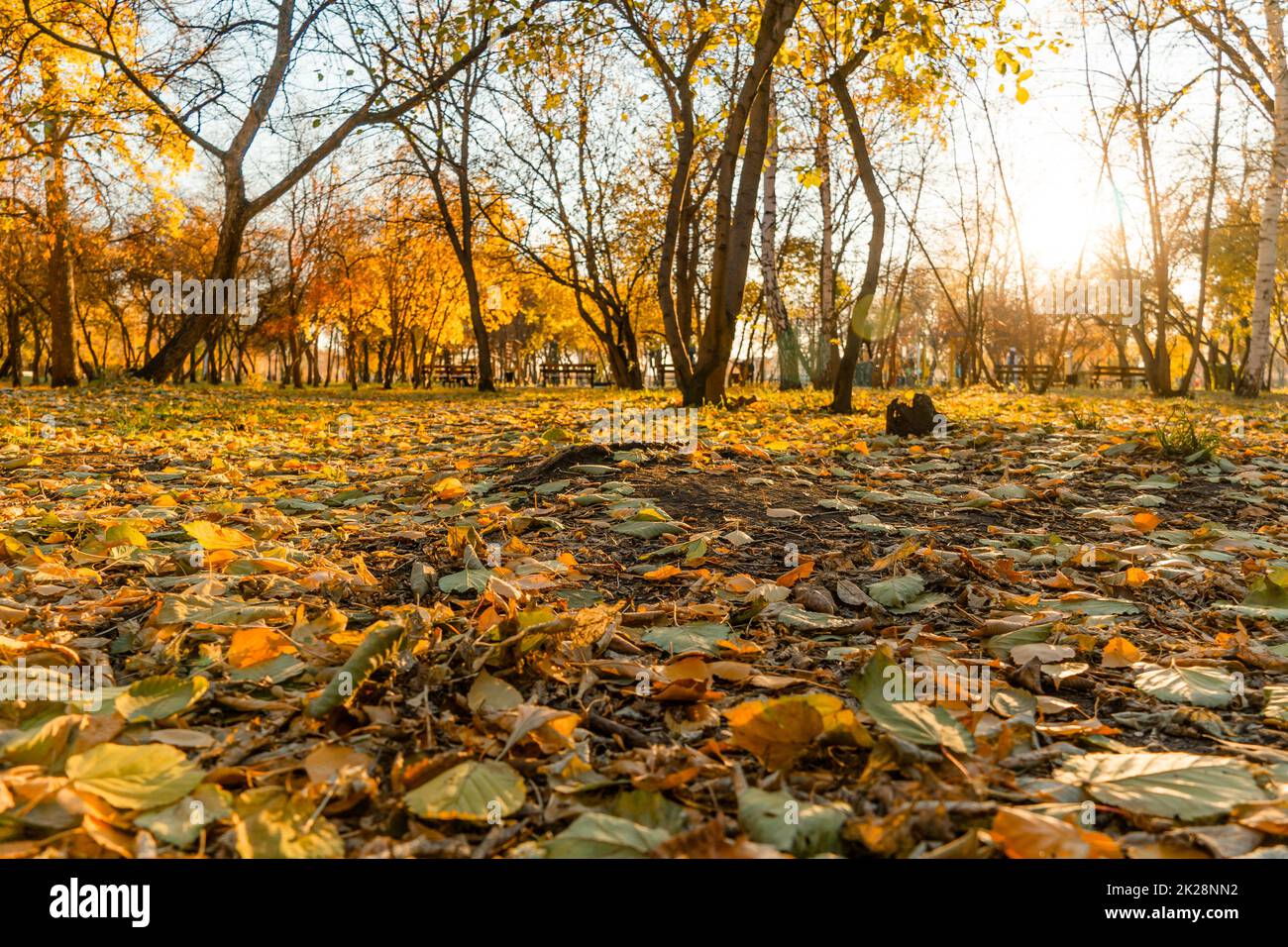 A walk in the park or on the square in October through the autumn golden foliage of trees with the rays of the sun. A walk through the autumn leaves in the forest or in the meadow. The golden foliage. Stock Photo