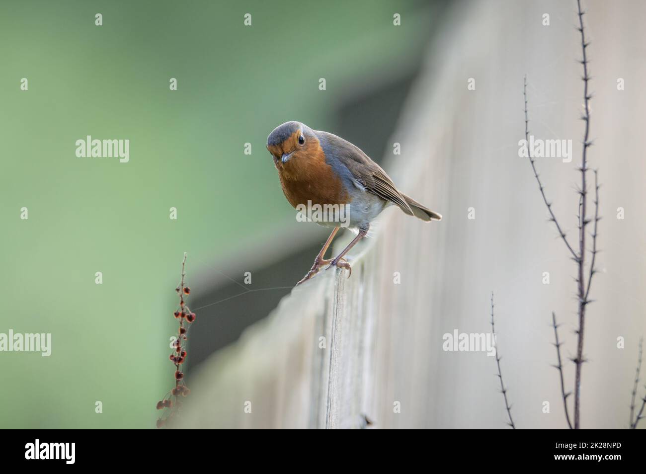 Robin on a fence Stock Photo
