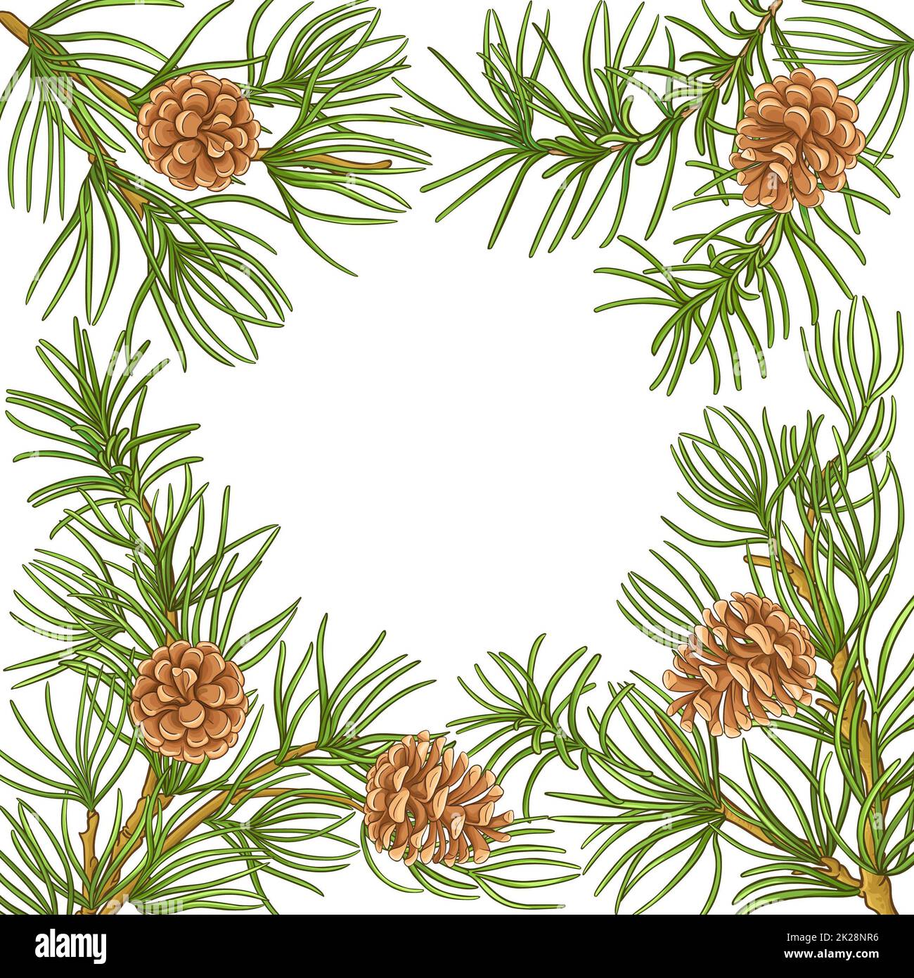 pine branches vector frame on white background Stock Photo - Alamy