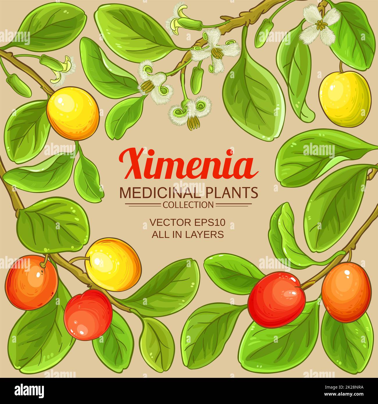 ximenia branches vector frame on color background Stock Photo