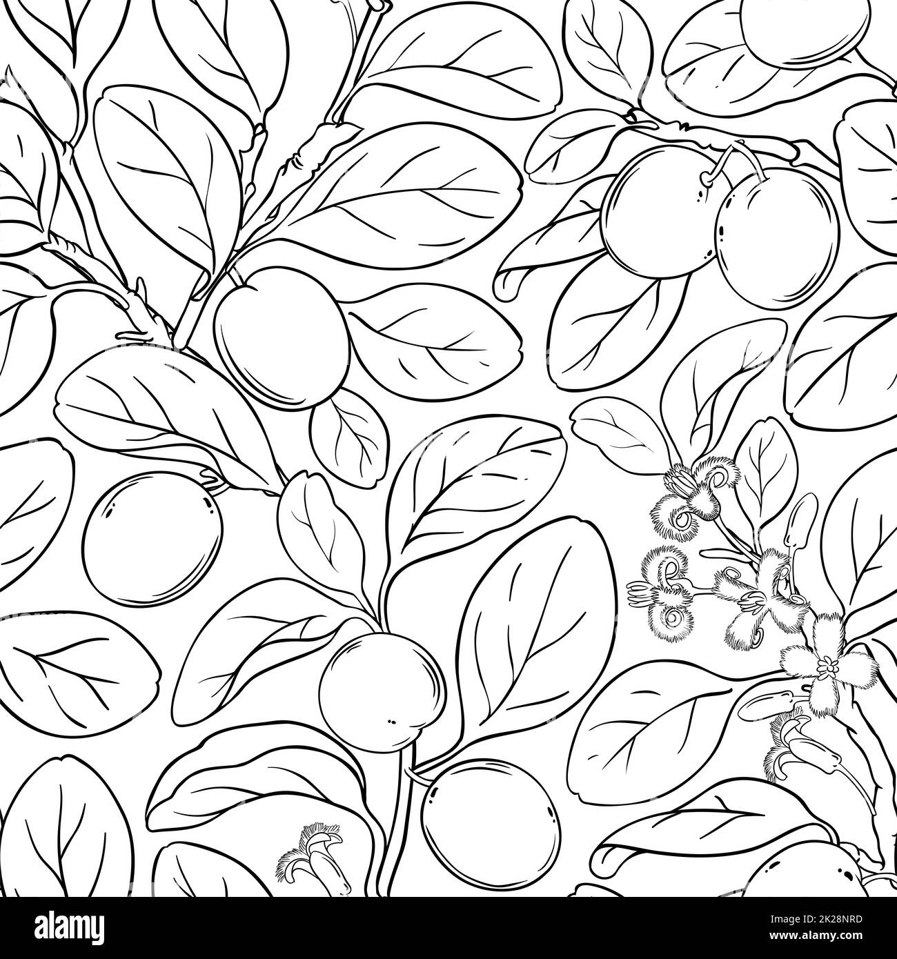 ximenia branches vector pattern on white background Stock Photo