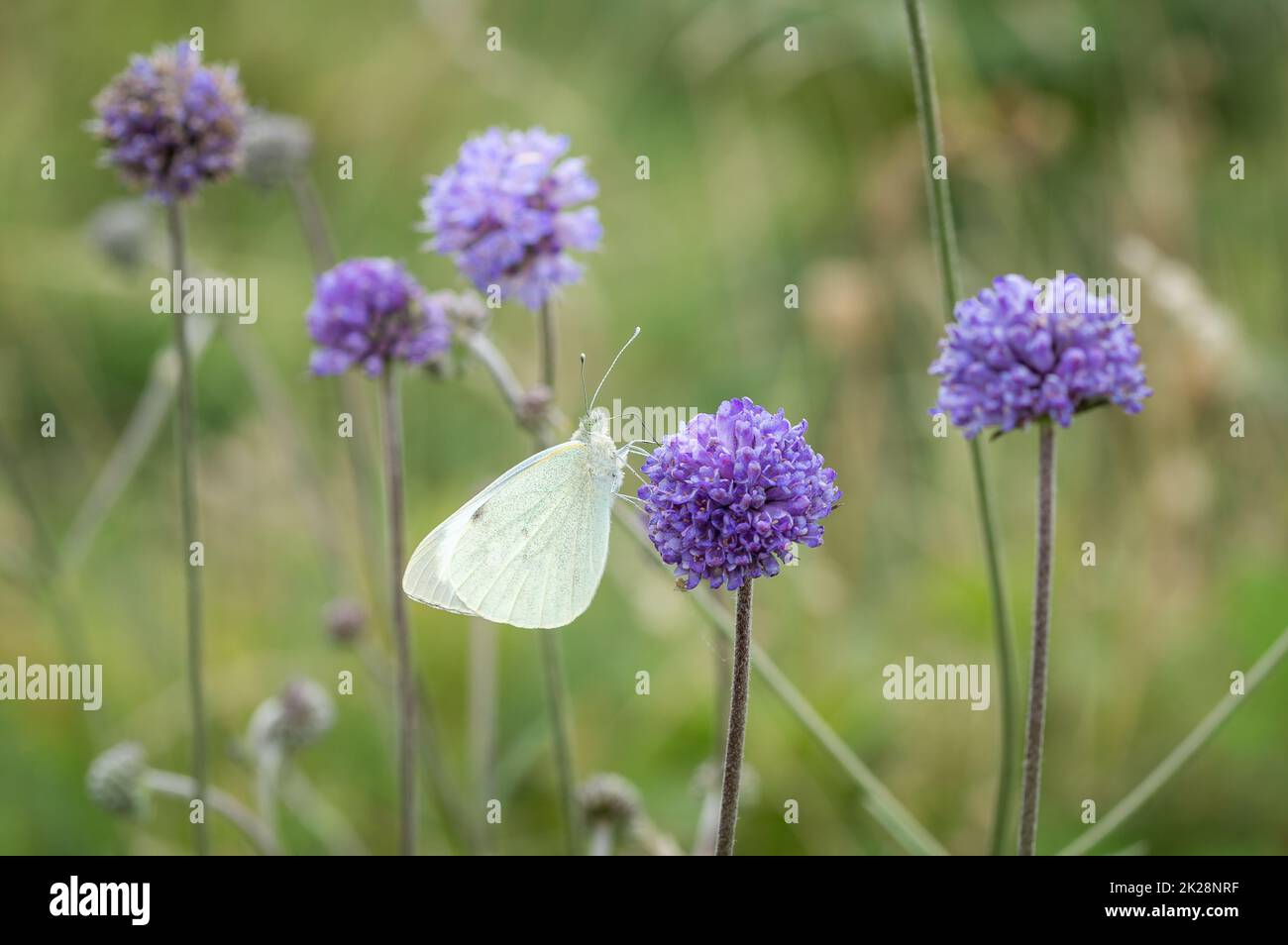 Large White butterfly among Devil's-bit Scabious. Stock Photo