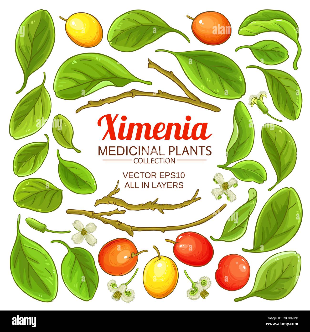 ximenia branches elements set on white background Stock Photo