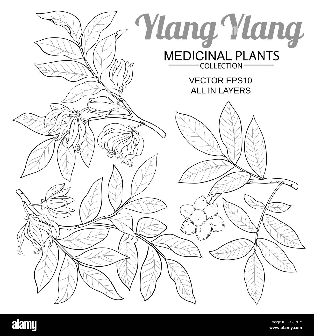 ylang ylang branches vector set on white background Stock Photo Alamy