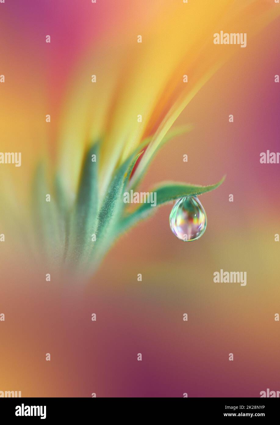Beautiful Textured Macro Photo.Colorful Flowers.Art Design.Magic Light.Close up Photography.Conceptual Abstract Image.Yellow and Violet Background.Fantasy Floral Art.Creative Wallpaper.Beautiful Nature Background.Amazing Spring Flower.Water Drop.Copy. Stock Photo