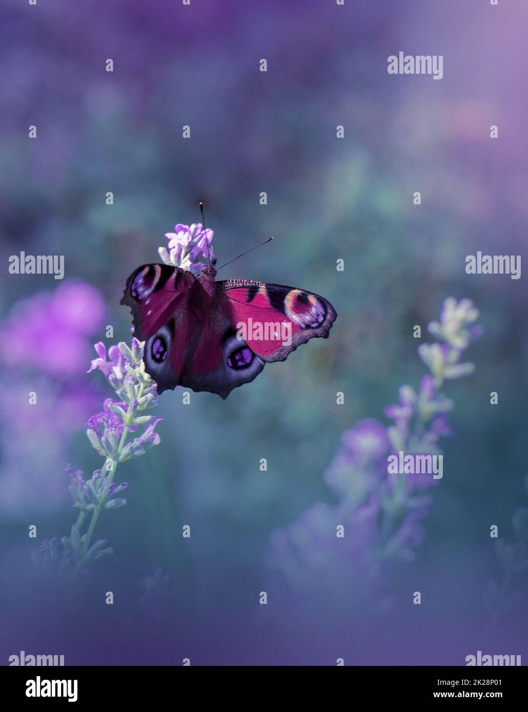 Beautiful Textured Nature Background.Floral Art Design.Macro Photography.Floral abstract pastel background with copy space.Butterfly and Floral Field.Butterfly in Summer Floral Background.Beautiful Butterfly on a Flower.Creative Artistic Wallpaper. Stock Photo