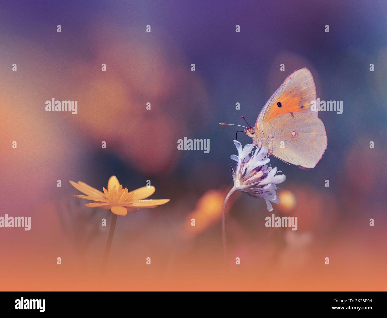 Beautiful Textured Nature Background.Floral Art Design.Macro Photography.Floral abstract pastel background with copy space.Butterfly and Floral Field.Butterfly in Summer Floral Background.Beautiful Butterfly on a Flower.Creative Artistic Wallpaper. Stock Photo