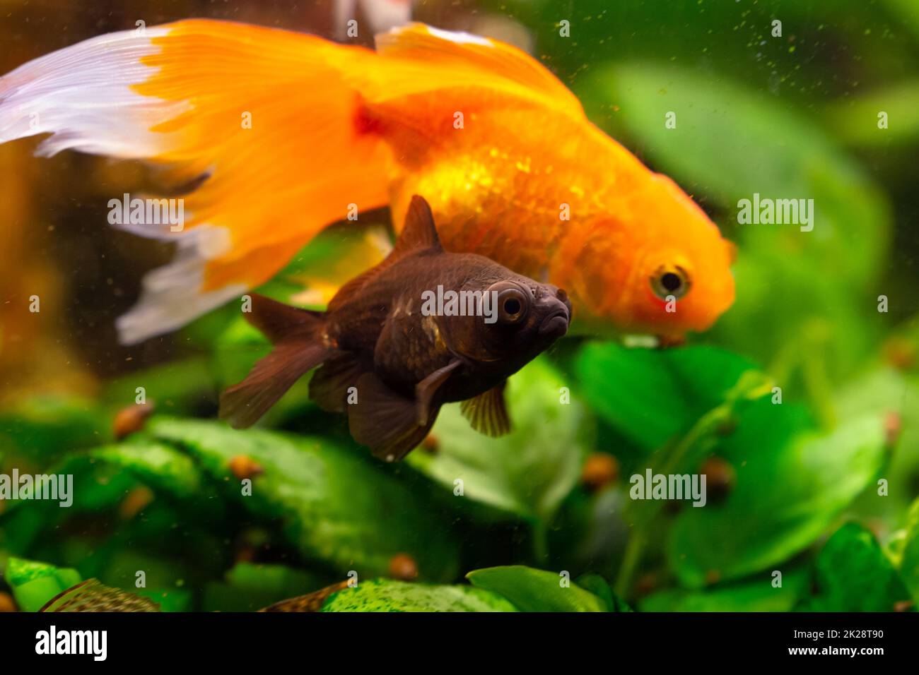 black moor goldfish in freshwater aquarium with water plants and other fish Stock Photo