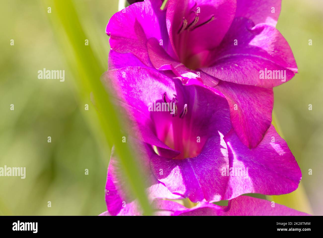 Macro of a wonderful pink flower in summer Stock Photo