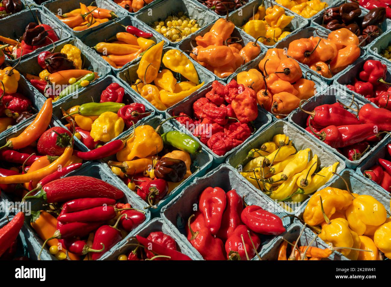 Varieties of hot peppers in the Union Square Greenmarket in New York on Wednesday, September 21, 2022.  (© Richard B. Levine) Stock Photo
