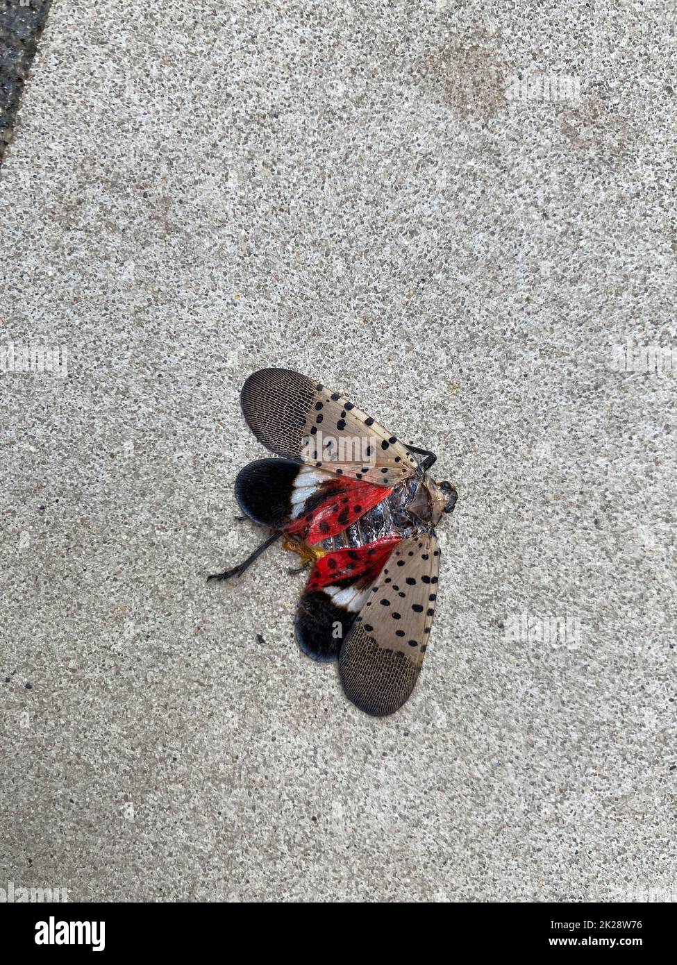 A squashed Spotted Lanternfly  in the Hudson Yards neighborhood in New York on Tuesday, September 13, 2022. (© Frances M. Roberts) Stock Photo