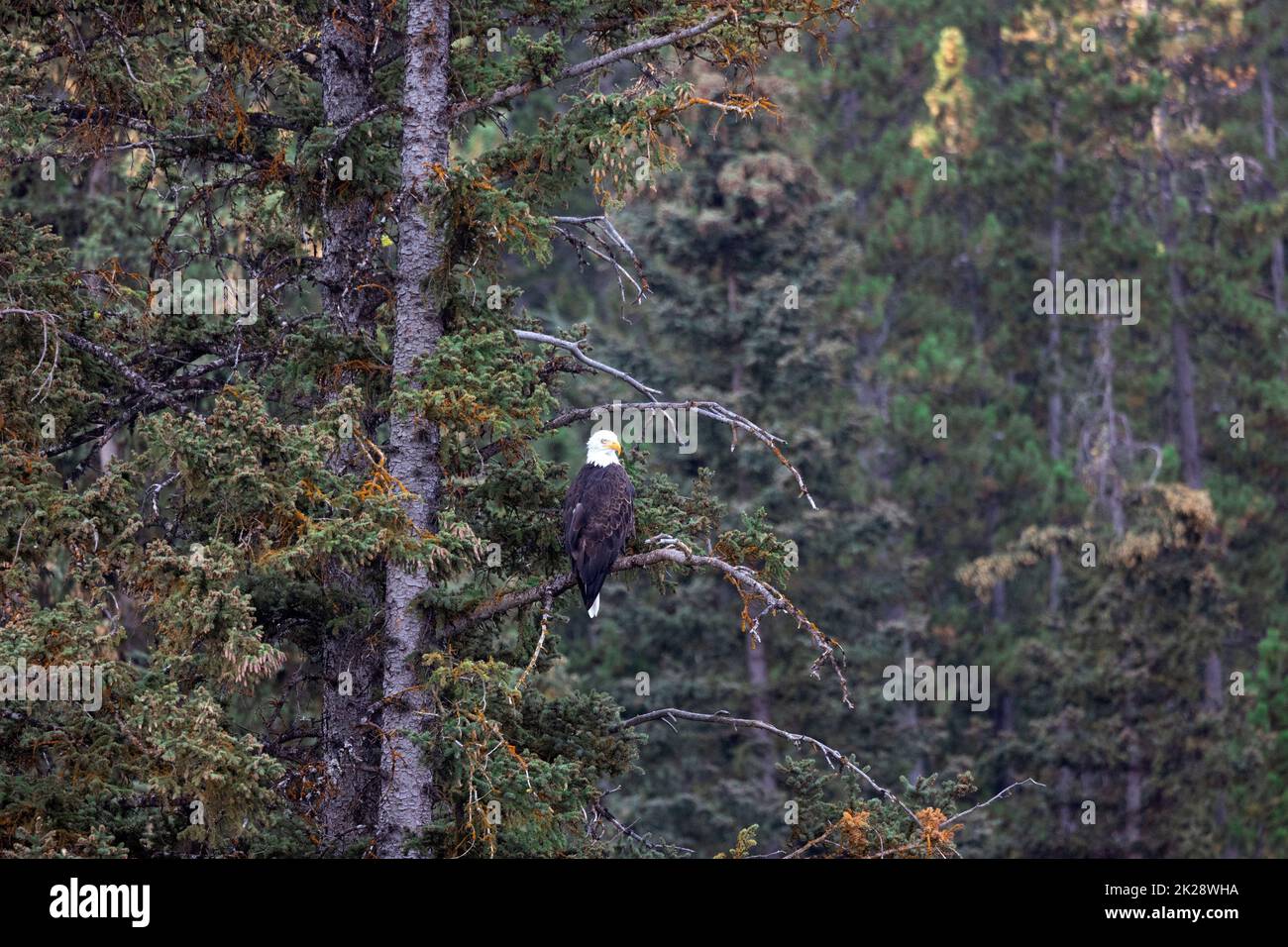Adult Bald Eagle Perched in Pine Tree Stock Photo