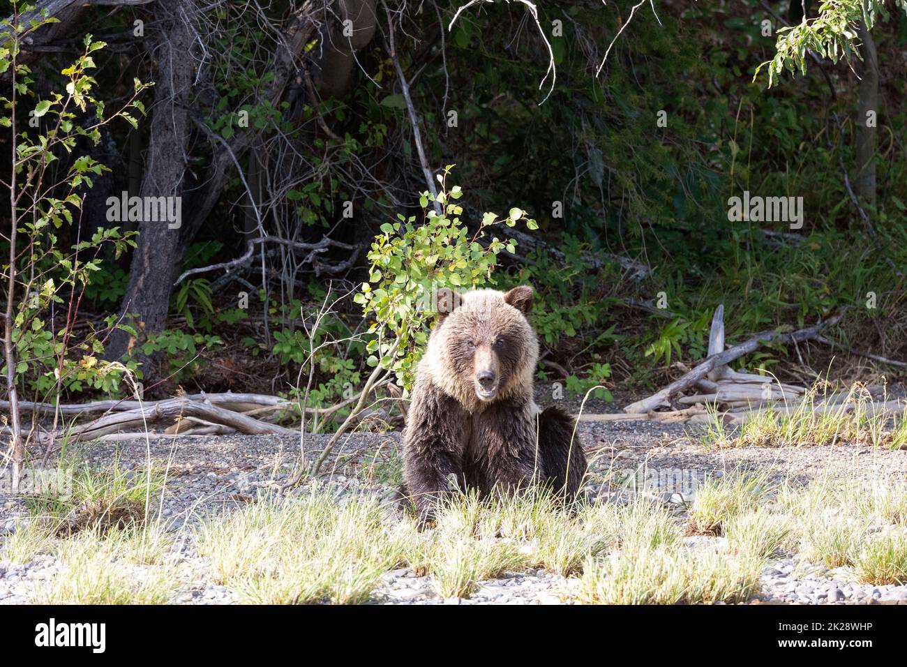 Blond Grizzly Cub Sitting Stock Photo