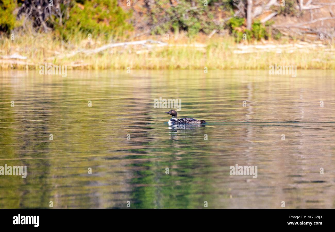 Common Loon Swimming on River Stock Photo