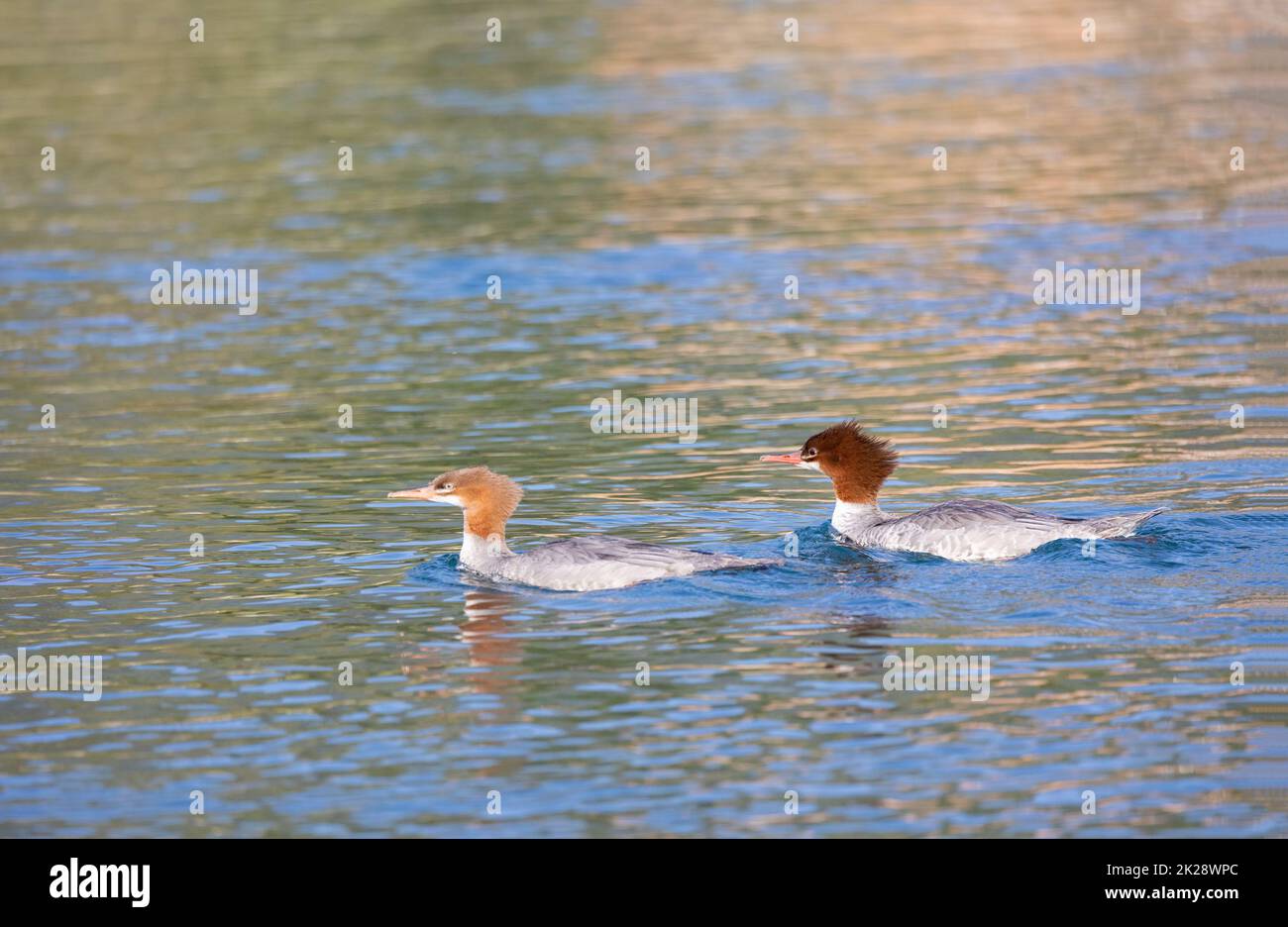 Male and Female Common Mergansers Stock Photo