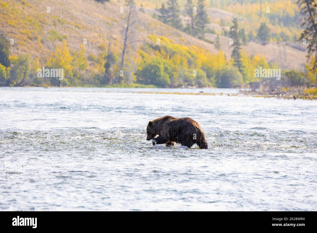 Grizzly Bear Crossing the Chllko River Stock Photo