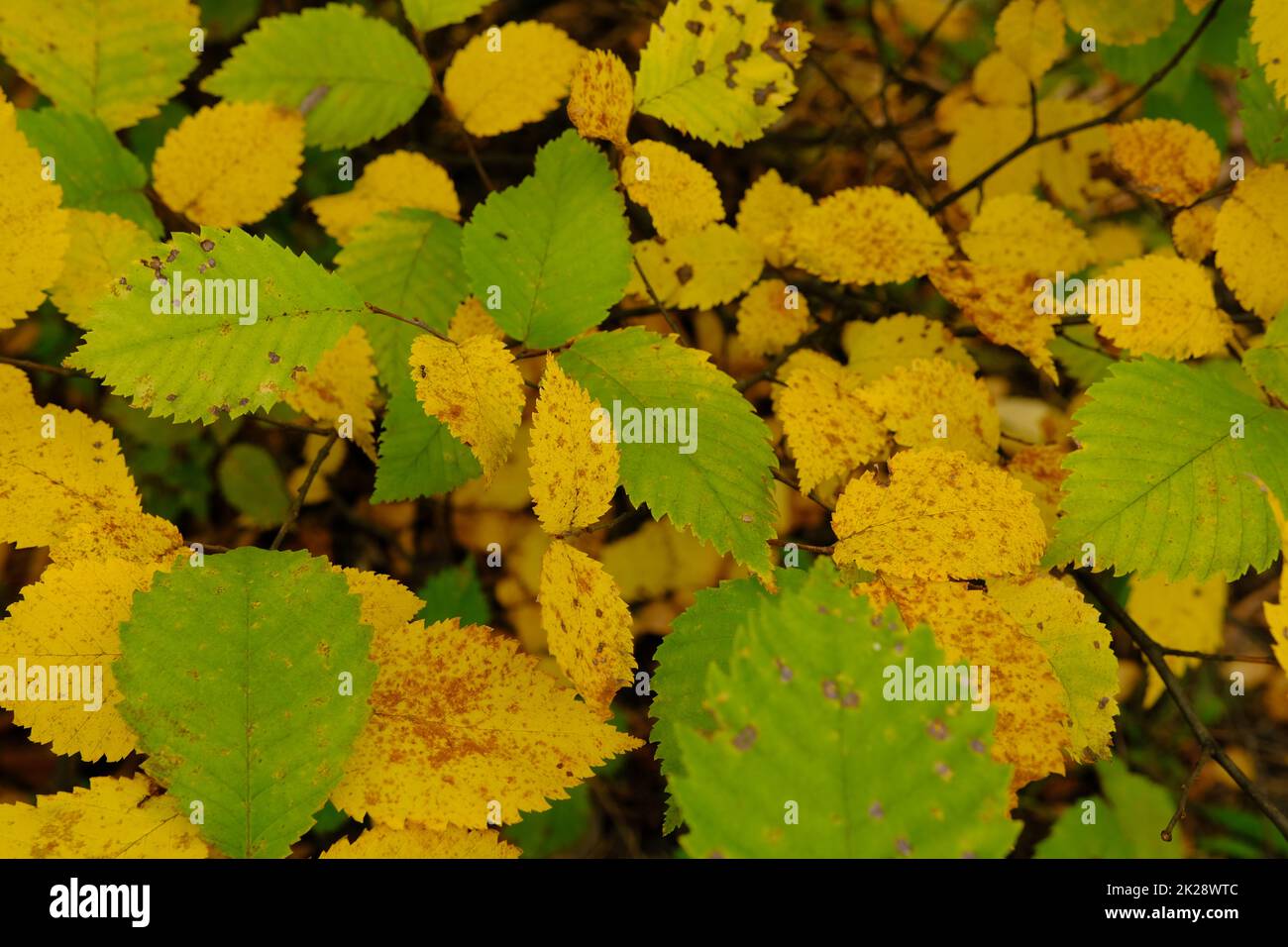 Autumn leaves on the sun. Fall blurred background. Yellow and green leaves Stock Photo