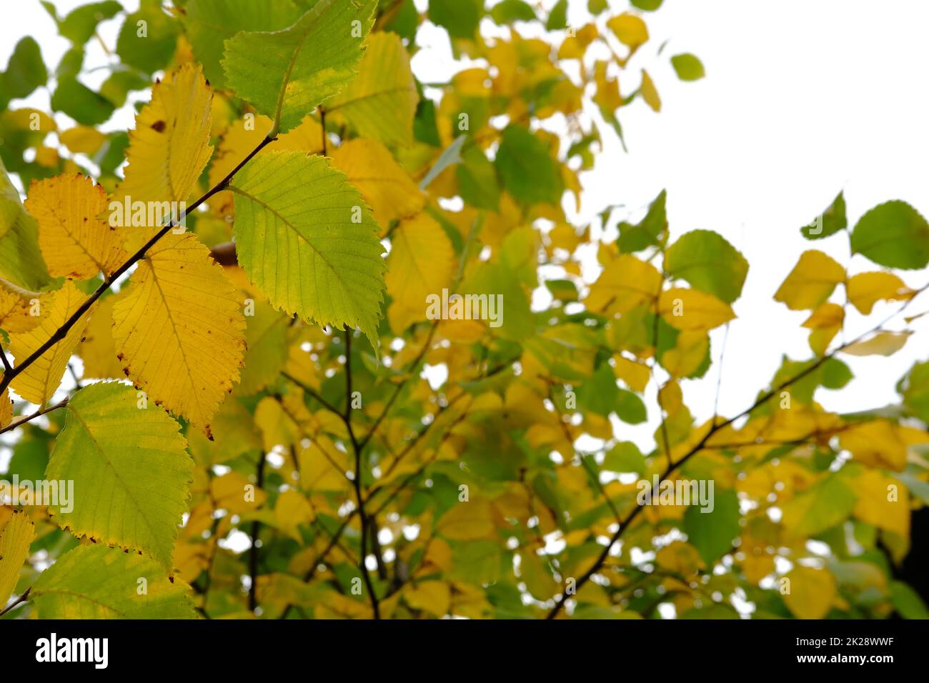 Autumn leaves on the sun. Fall blurred background. Yellow and green leaves Stock Photo