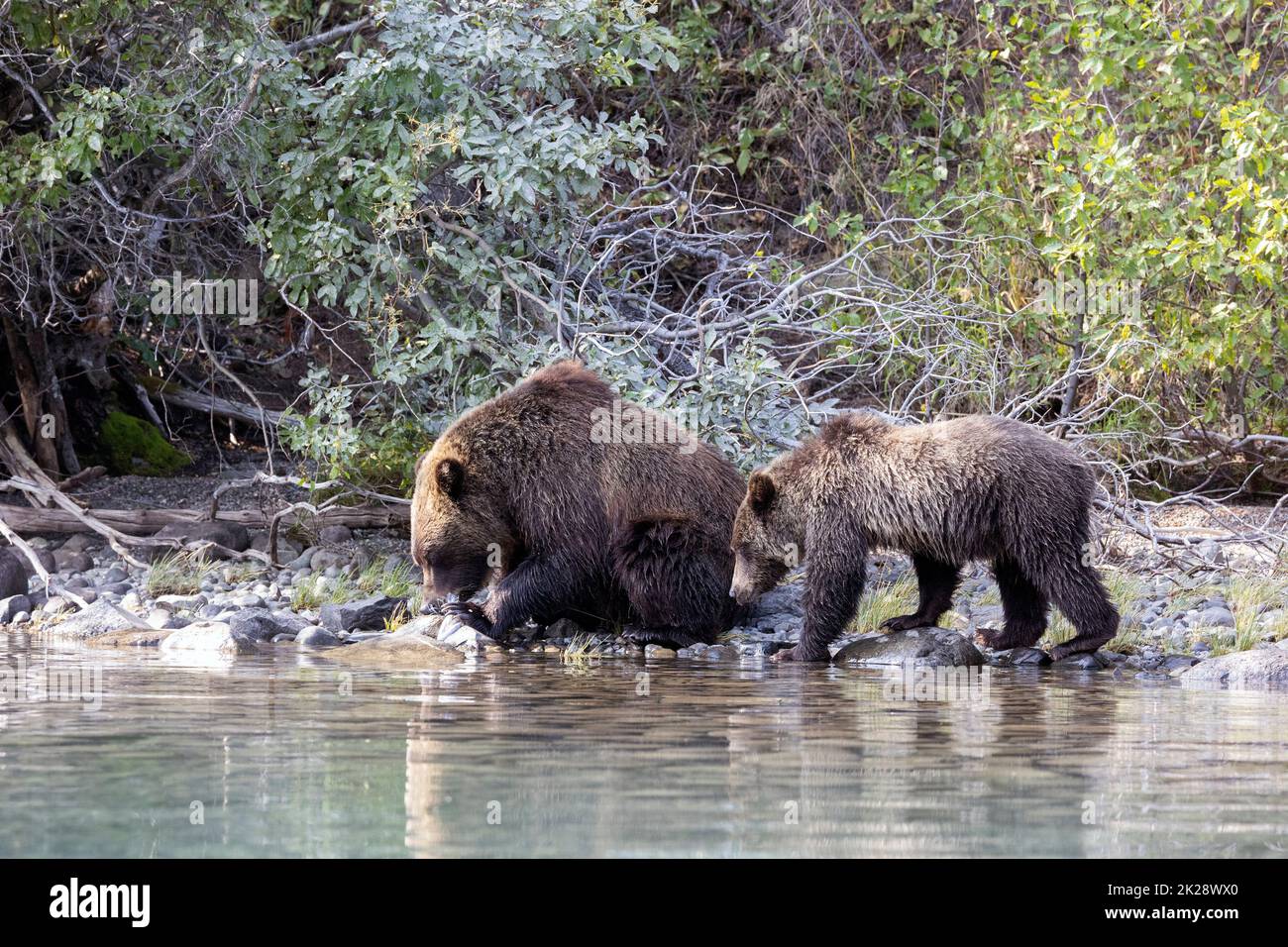 Grizzly Cub Waiting for Mom to Finish Eating Stock Photo