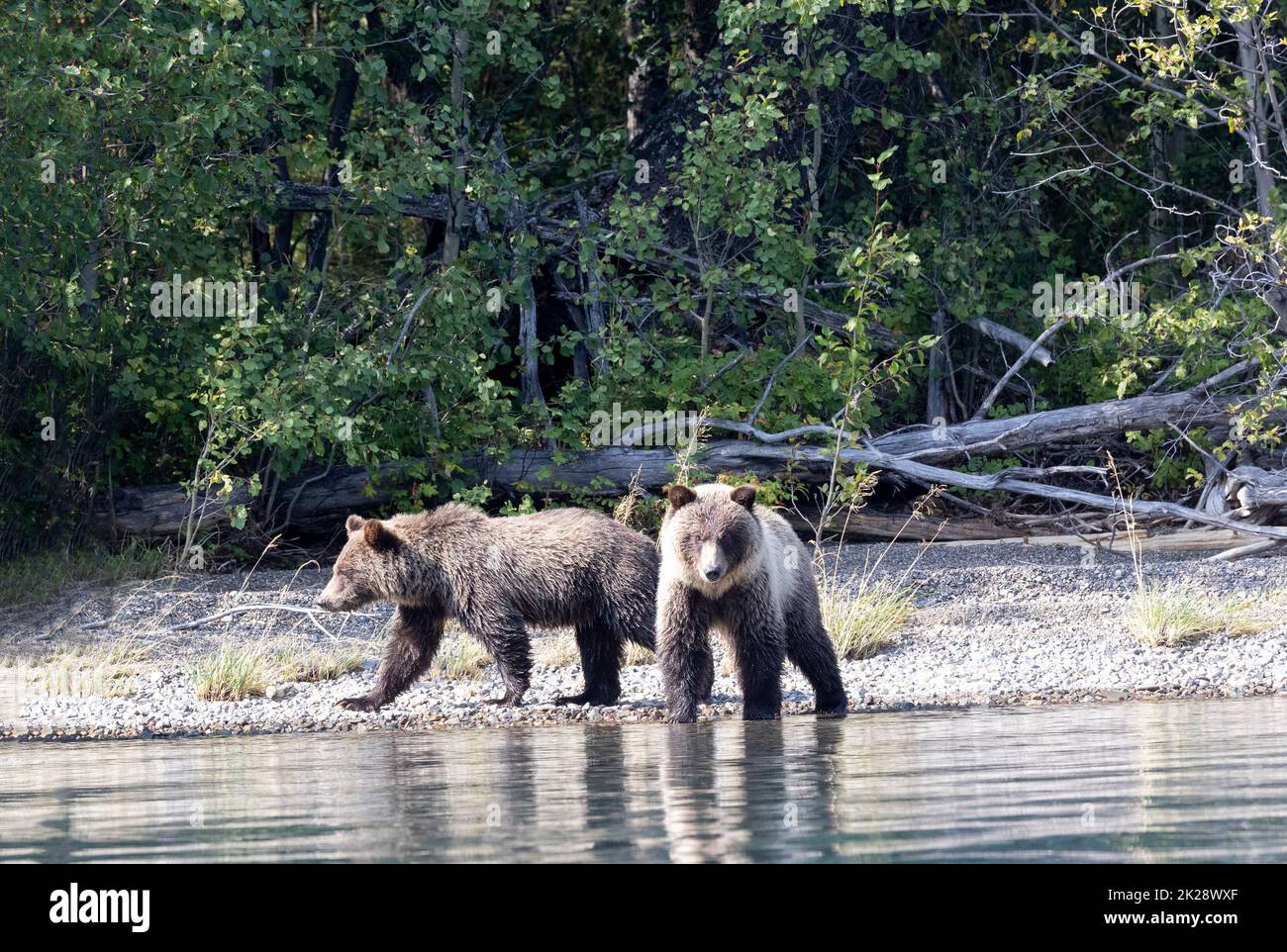 Two Grizzly Cubs on River Shore Stock Photo