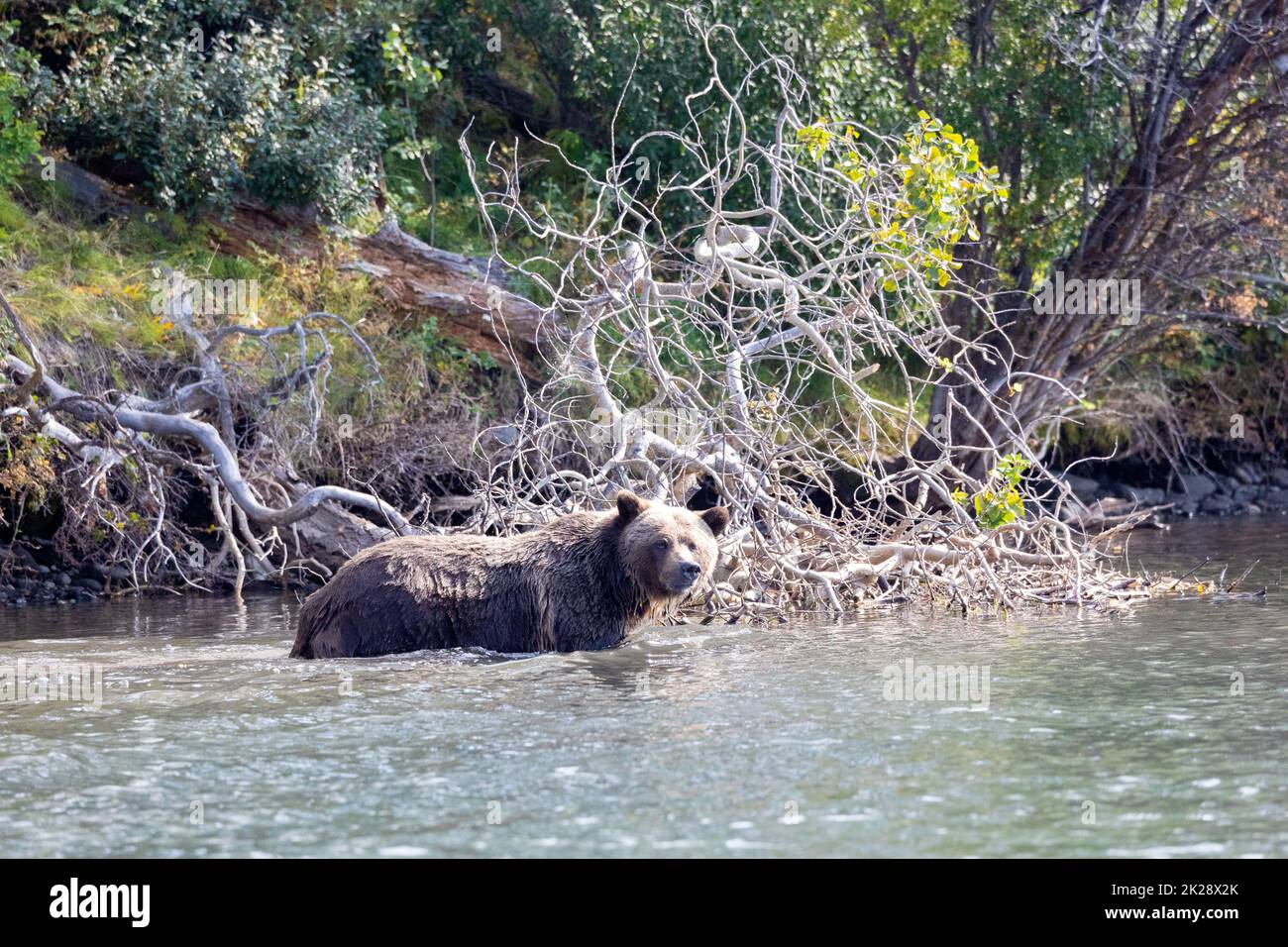Grizzly Bear in Chilko River Stock Photo