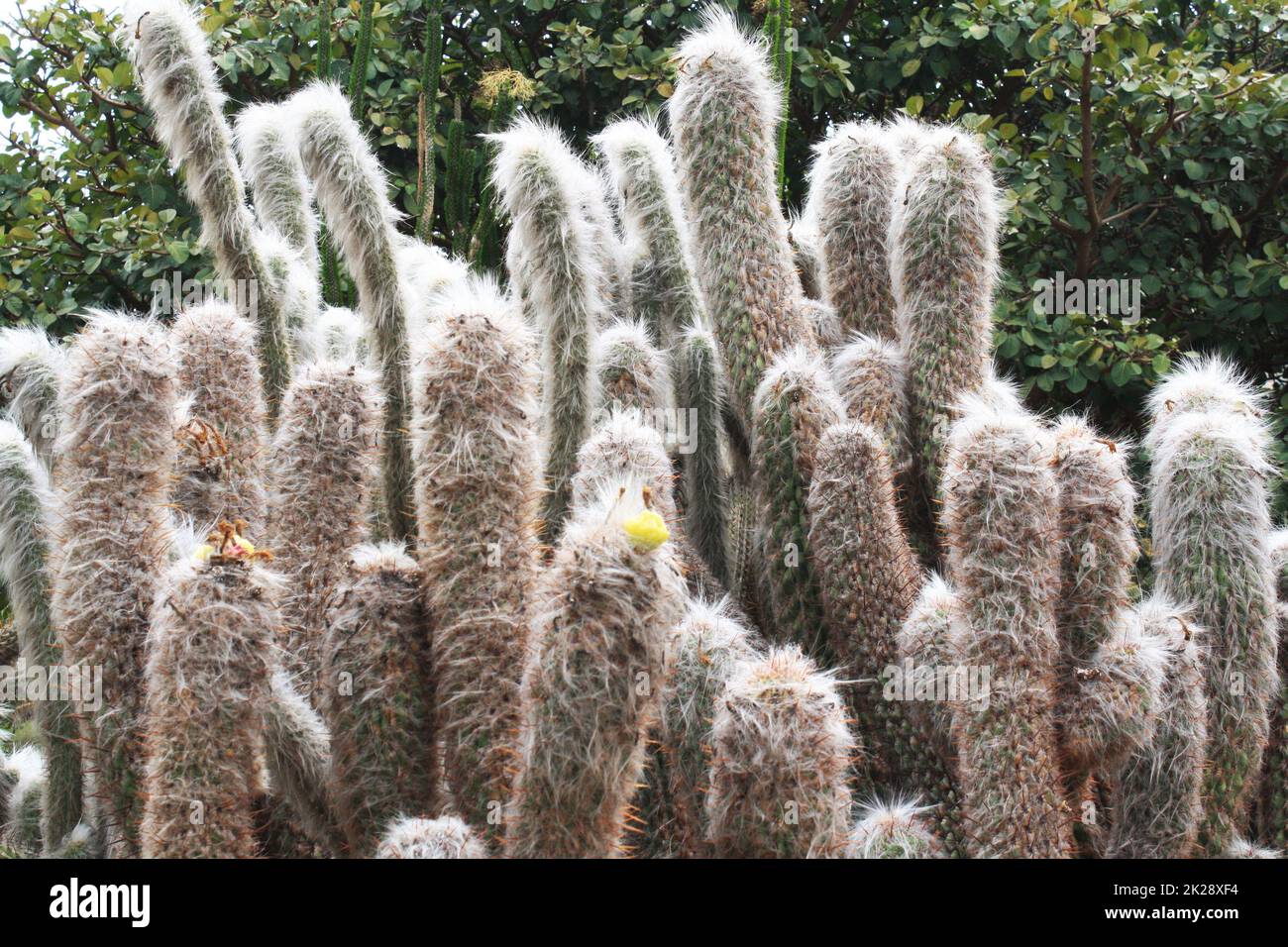 cactus oreocereus celsianus Stock Photo