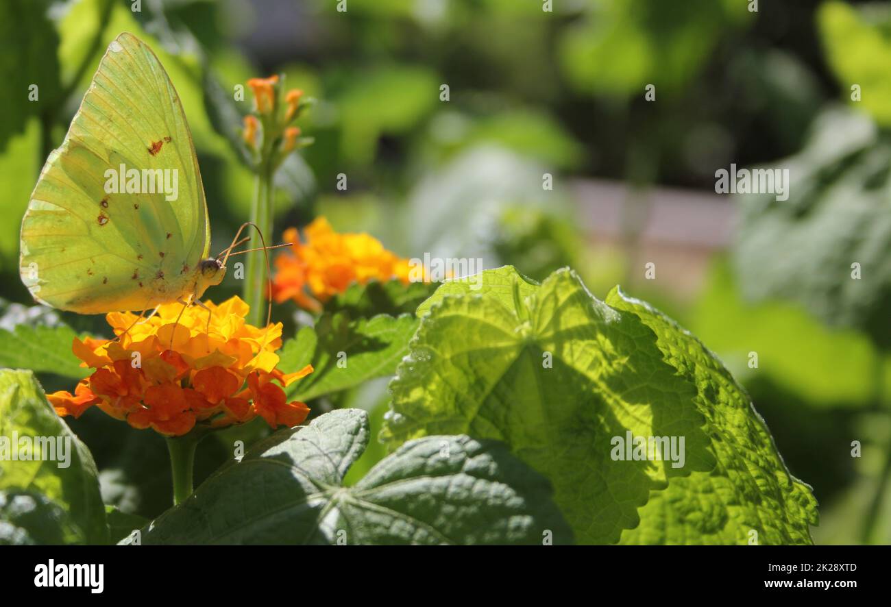 Orange Sulphur Butterfly, Colias erythrocyte, on orange Lantana Stock Photo