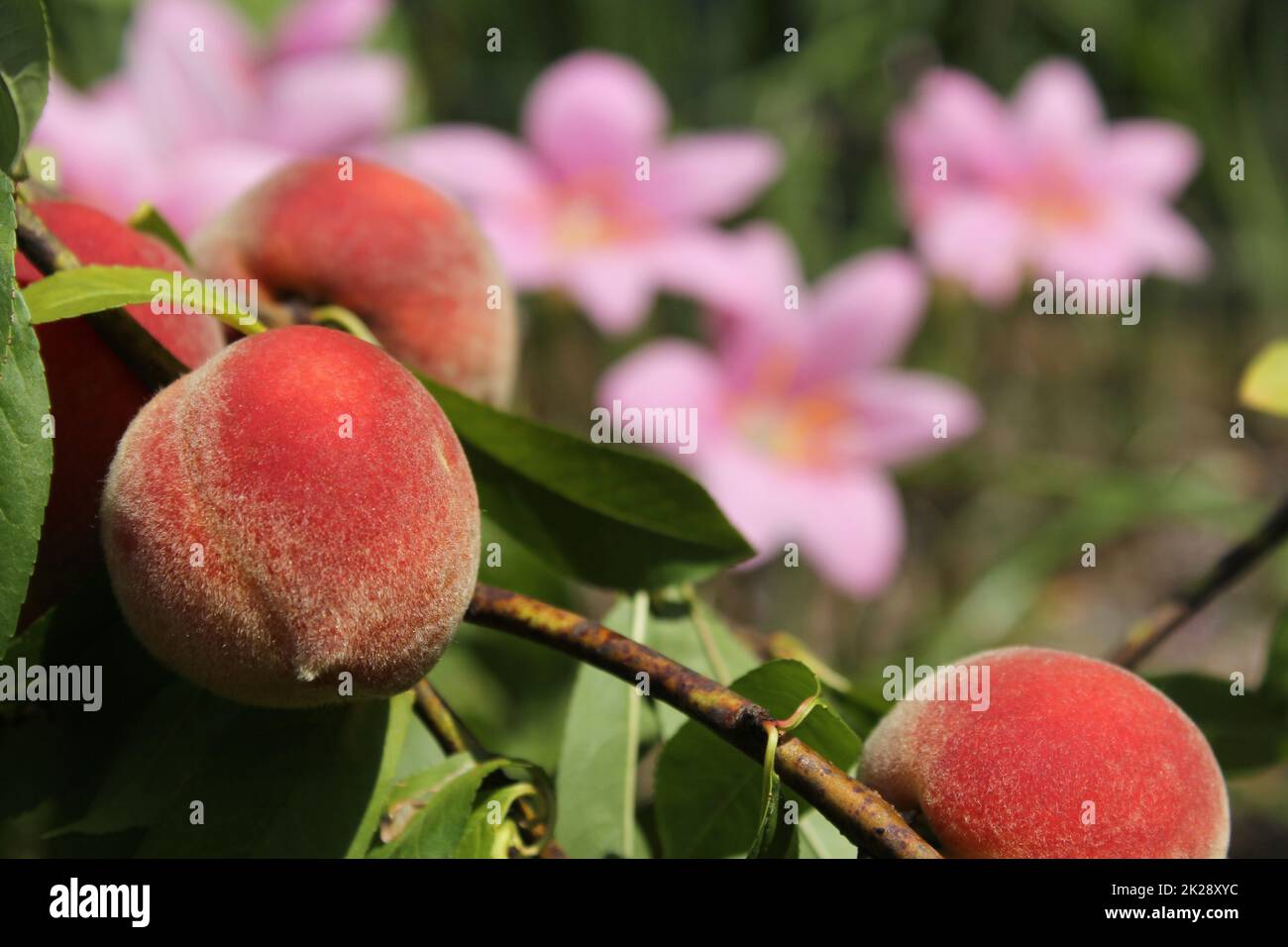 Peach Tree with Fruit Ready To Harvest and Pink Rain Lilies in Background Stock Photo