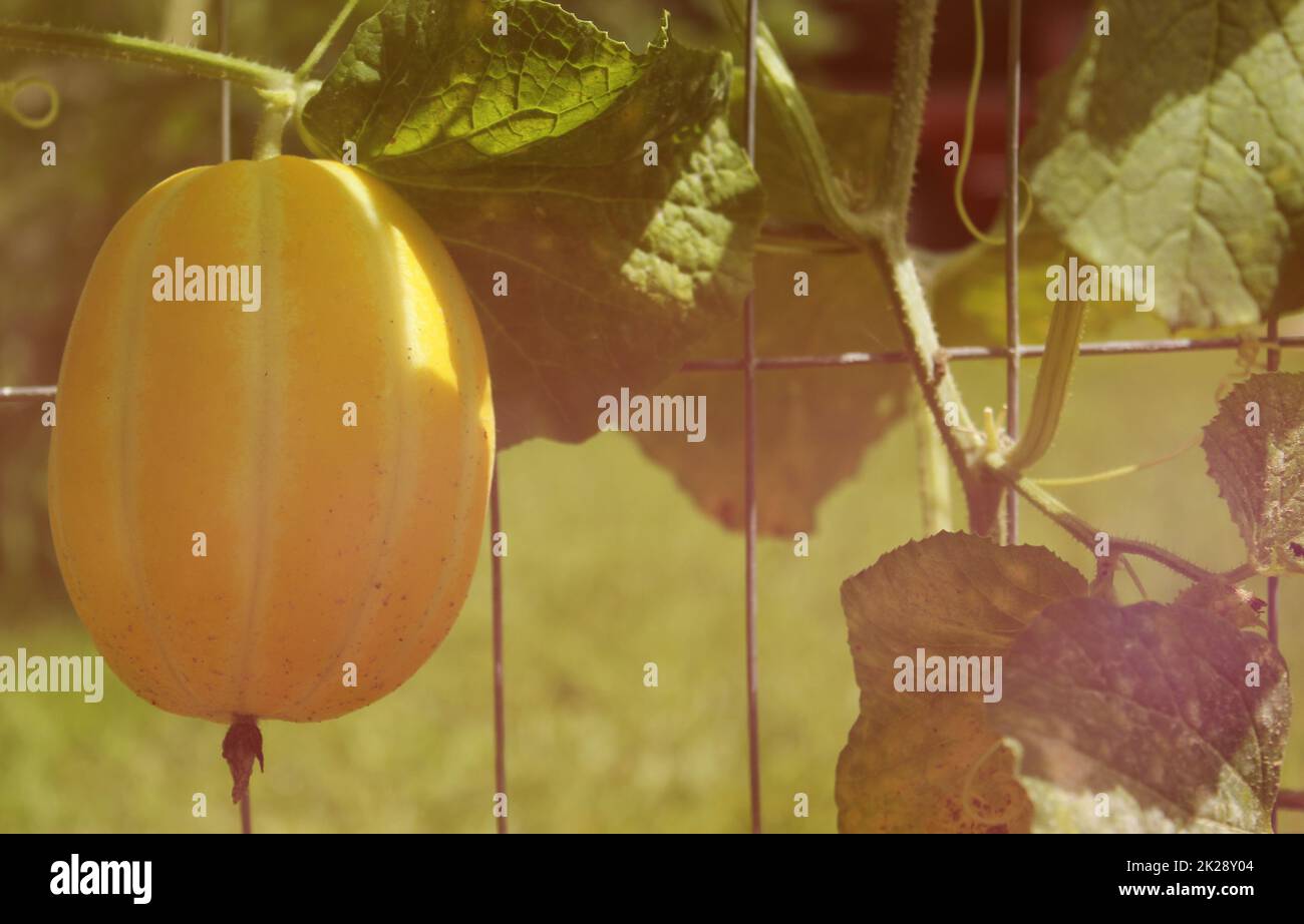 Fresh Korean Melon Growing on Fence in Garden With Bright Sunlight