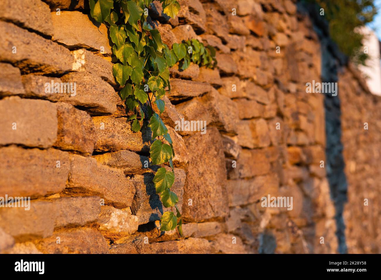 Green twig overhanging from stone wall at sunset in summer. Stock Photo