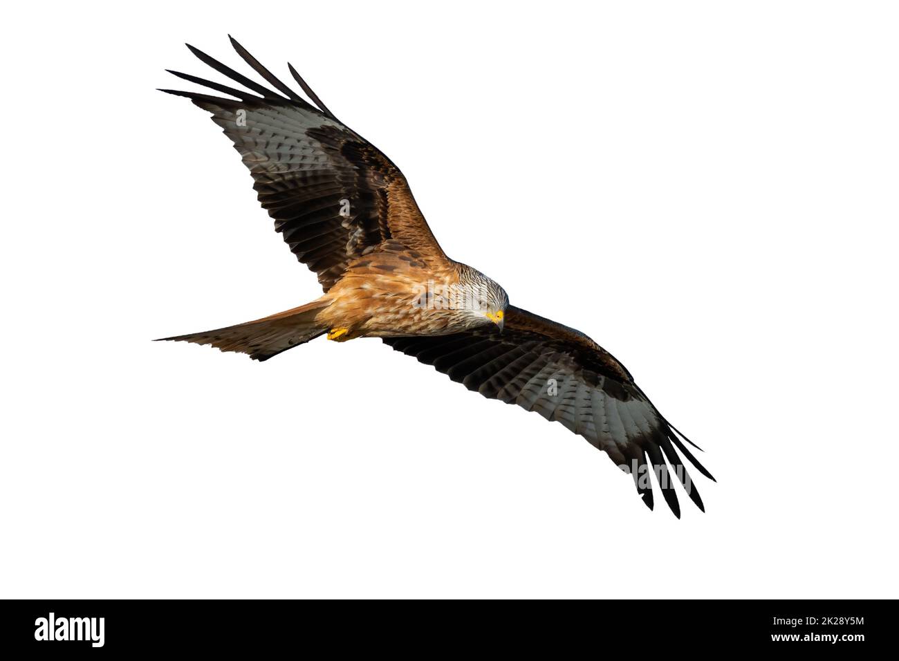 Agile red kite flying with spread wing and looking down cut out on blank Stock Photo