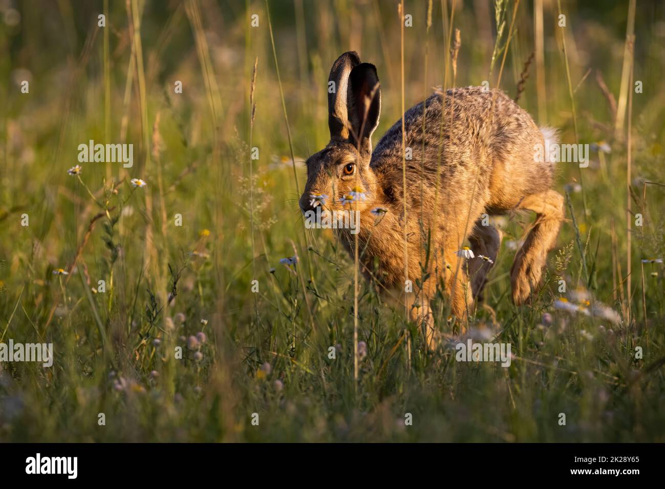 Brown hare jumping in grass in springtime sunlight Stock Photo