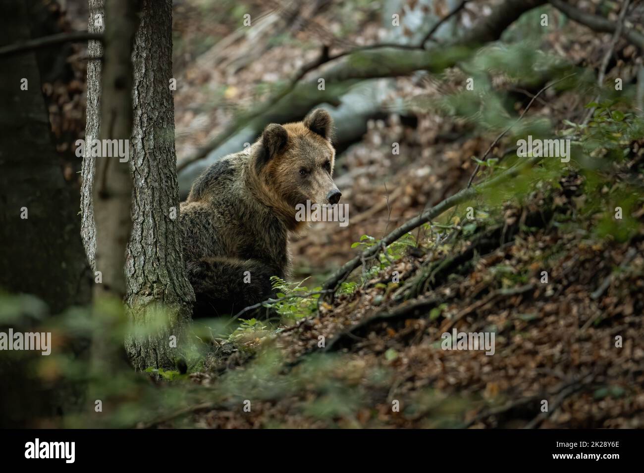 Brown bear observing in forest in springtime nature Stock Photo